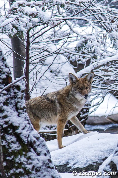 coyote-close-ynp1512-3131