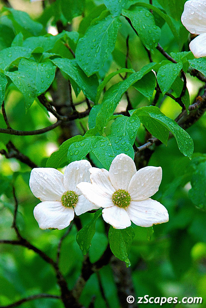 dogwoodflower-ynp09v