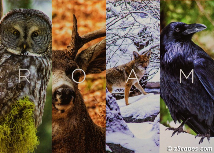 yc-wildlife-hmb2404-z7-2766