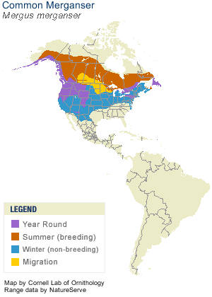 commonmerganser-range