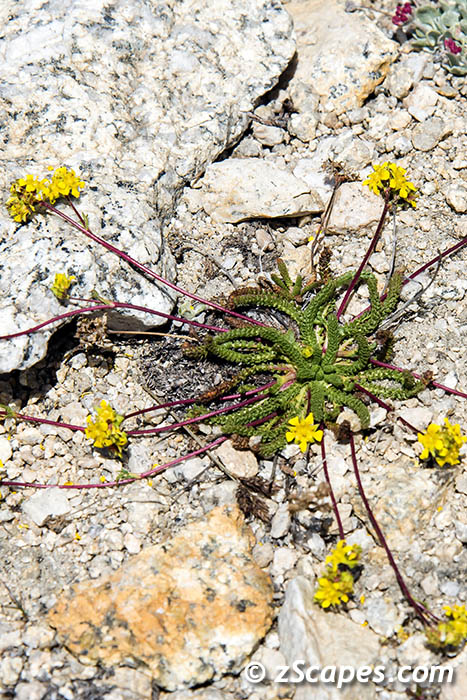 clubmossivesia-hvw16