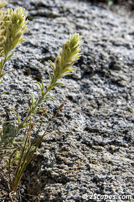 Hairy Paintbrush 2019