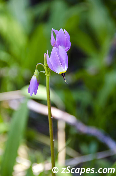 jeffreyshootingstar-ynp12