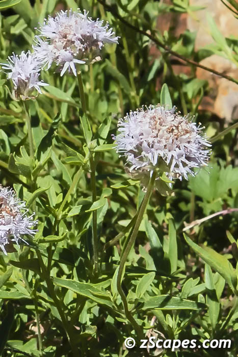 mtnpennyroyal-hvw16v