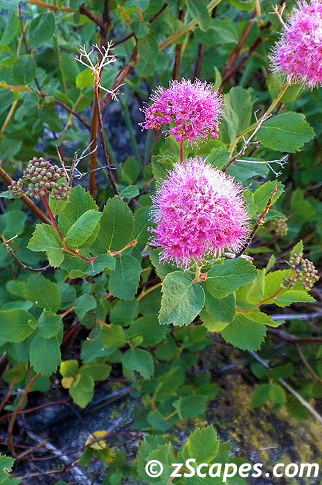 mtnspiraea-ynp10v