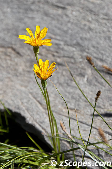 Mountain Dandelion 2011