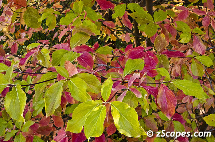 dogwoodautmnleaves-ynp12