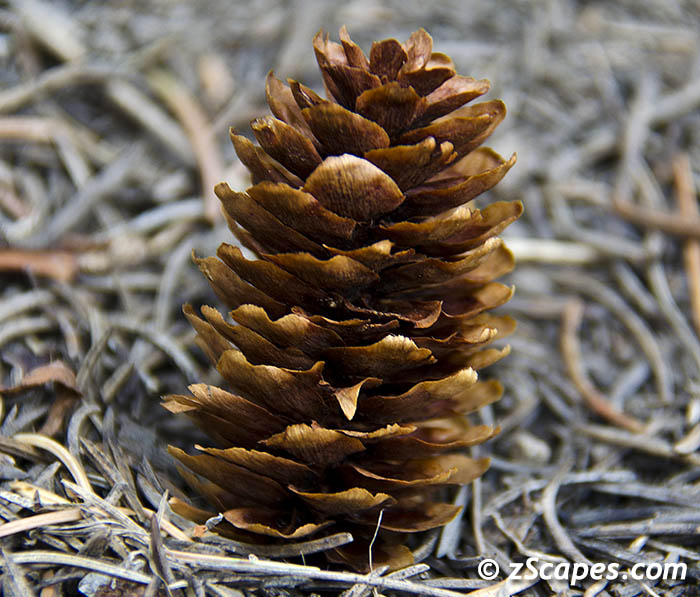 engelmannspruce-cone-ysp1209-3581