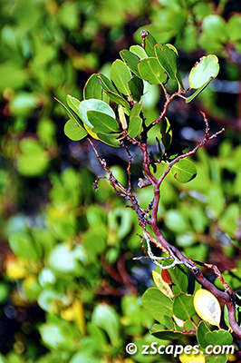 pinematmanzanita-leaves-ynp10
