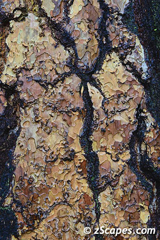 ponderosa-bark-ynp1402-9501