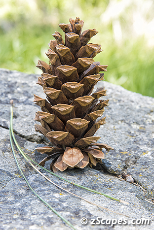 ponderosa-cone-ynp1605-5114