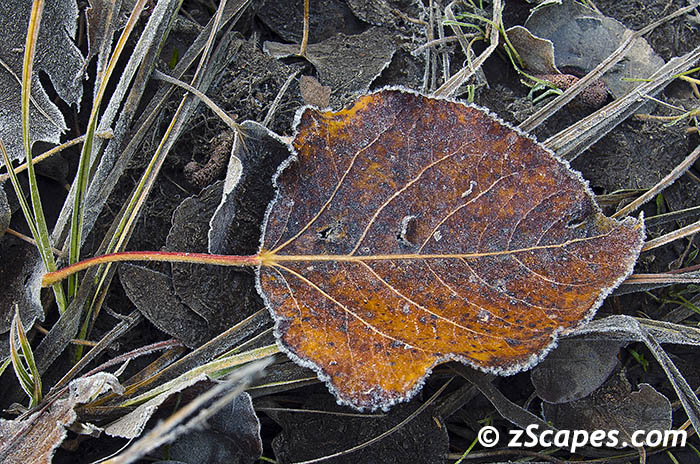 quakingaspen-leaffrost-ynp12