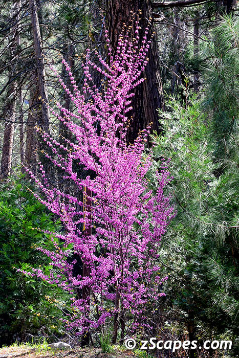 westernredbud-ynp15