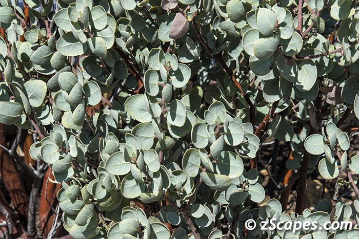 whiteleafmanzanita-leaves-ynp15