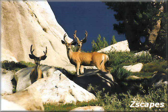 Three Bucks 2003