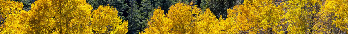 mega-bn-west-snpeast-ylwband-snv1910-4105