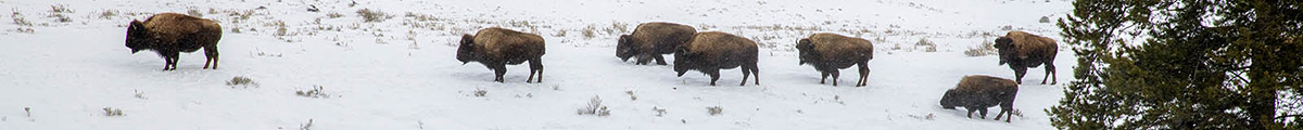 mega-bn-ysp-d1.bisonherd-blacktailplateau-ysp2302.8-0500