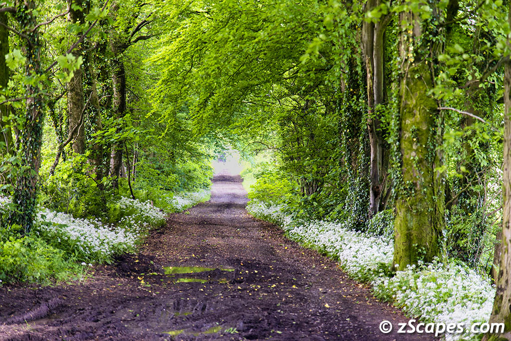 w2-pathway-brs1805-2017