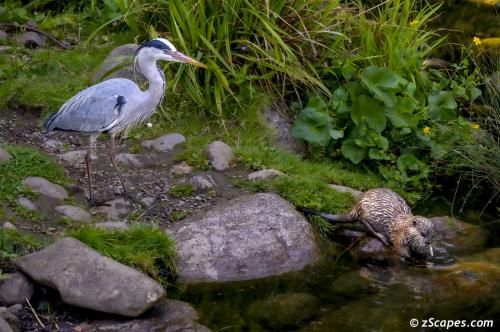 Bob (Grey Heron) trying to snatch a meal