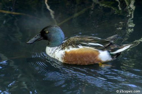 Northern Shoveler