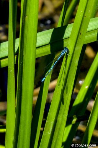 Azure Damselfly