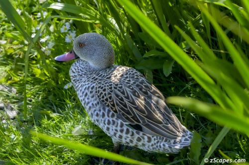 Cape teal in the reeds