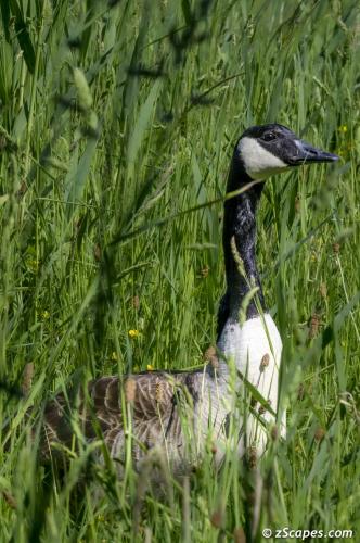 Canada Goose in the reeds