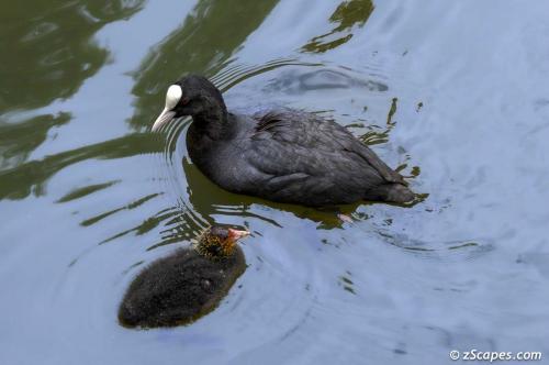 European Coot with chick