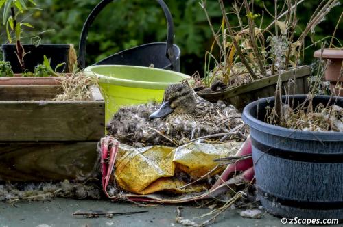 Mallard safe nest
