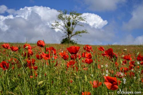 Poppy Field