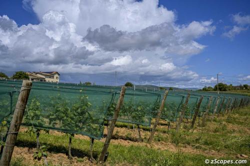 Château de Champ-Renard  Vineyards protected from hailstroms