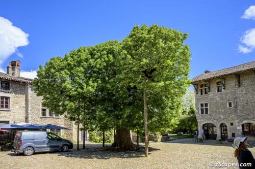 Pérouges Linden Tree 1792 (French Revolution)