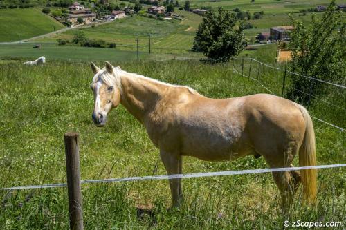 Thieze horse pasture