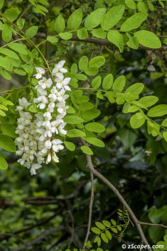 False Acacia ~ Flowers are edibile
