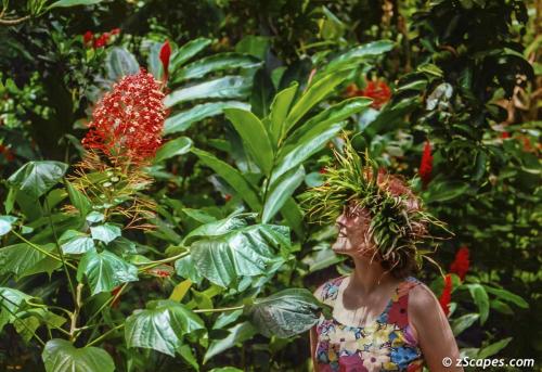 Radiant tropical flowers