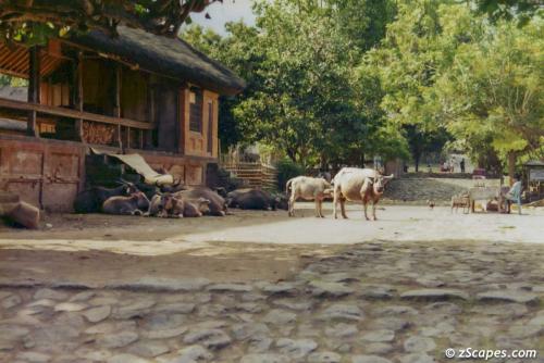 Village Oxens hanging around