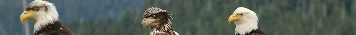 mega-bn-wildlife-eagle24trio05-ypr0505