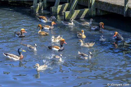 Duck Splash Park
