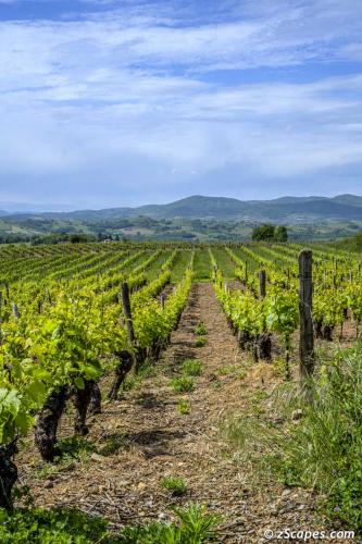 Gamay Vineyards