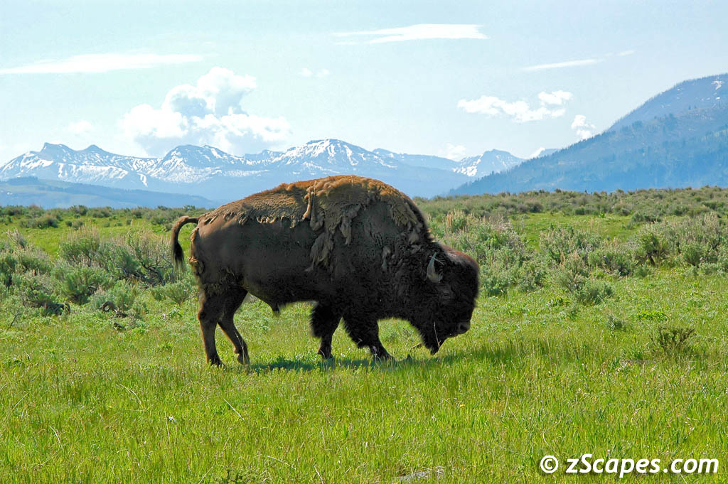 Bison Grazing Lamar Valley 2007