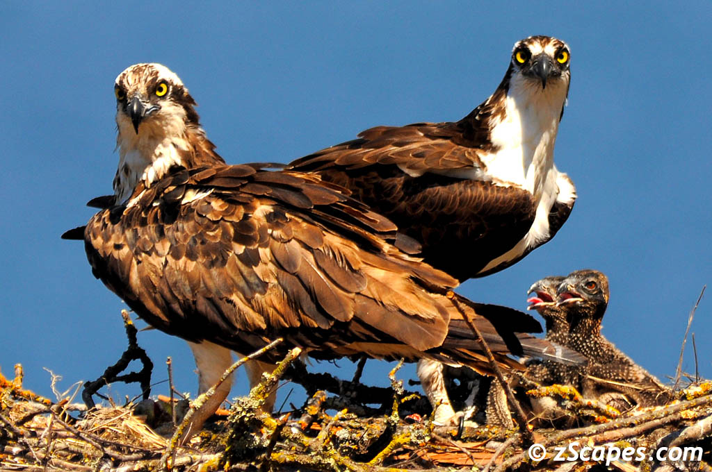 Osprey Family