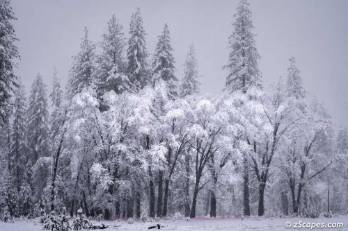 Snow Trees