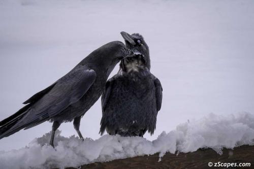Raven Grooming