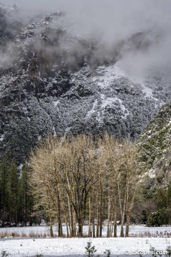 Ahwahnee Cottonwoods