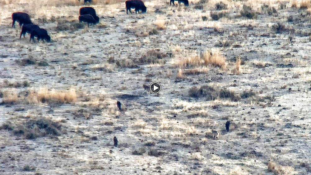 junction.bisonhunt