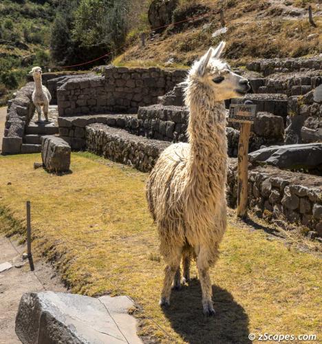 Pisaq Llama mother & juvenile