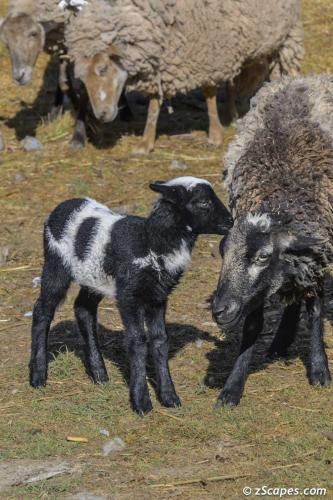 Lamb & Mother
