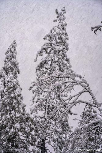 Hard Snow Fall