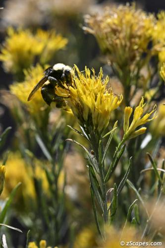 Yellowface Bumble Bee