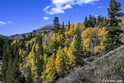 Aspen Grove below Sonora Pass